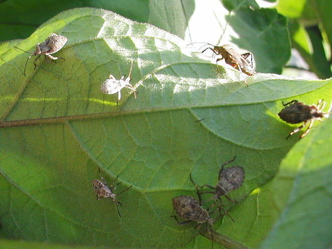 ナスの葉に多数寄生したホオズキカメムシ