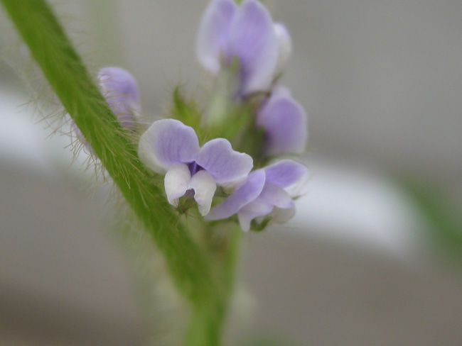 開花期の大豆
