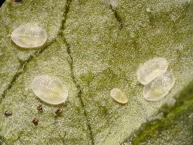 オンシツコナジラミ2齢幼虫(体長0.4mm)及び4齢幼虫(体長0.8mm)