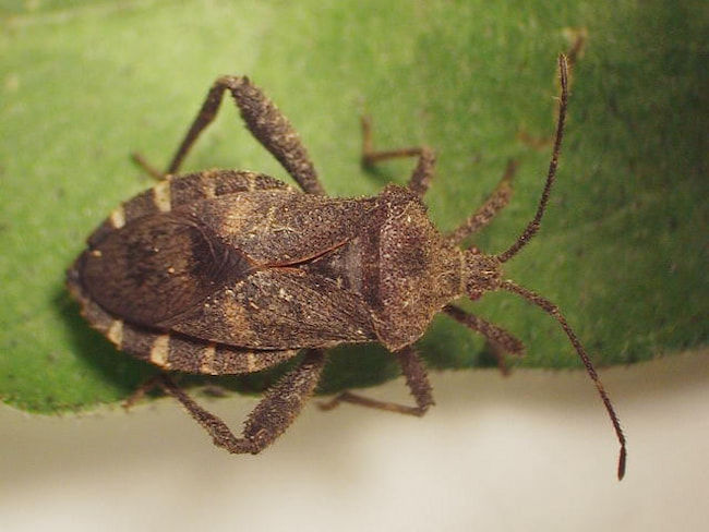 ホオズキカメムシ成虫(体長13mm)