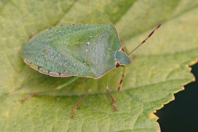 ミナミアオカメムシ(Nezara viridula)成虫