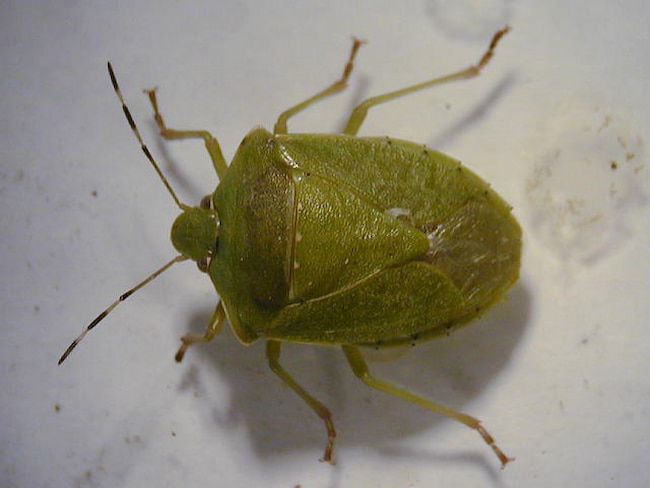 アオクサカメムシ(Nezara antennata Scott)成虫