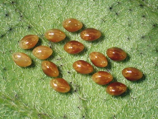 ホオズキカメムシの卵(長径1mm)