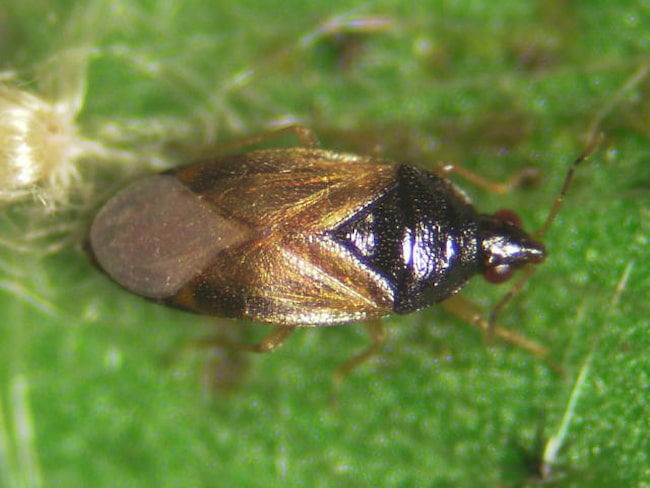 ヒメハナカメムシの成虫(体長2mm)