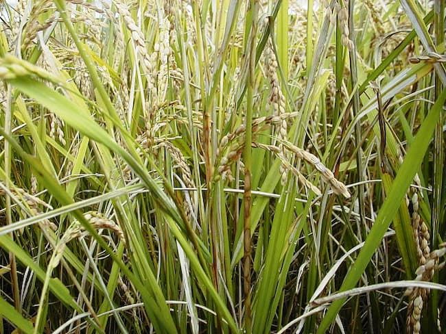 イネ紋枯病 止葉葉鞘まで進展した病斑