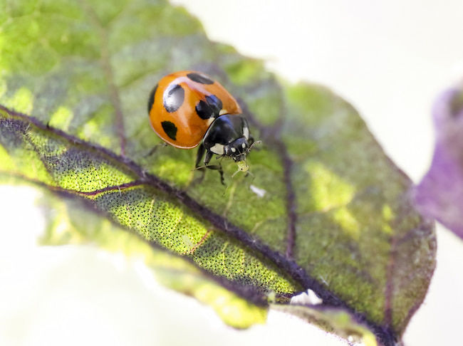ナスに寄生したアブラムシを捕食するナナホシテントウムシ