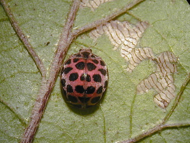 ニジュウヤホシテントウ 成虫