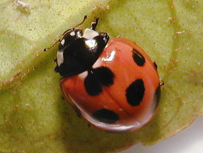 ナナホシテントウ 成虫