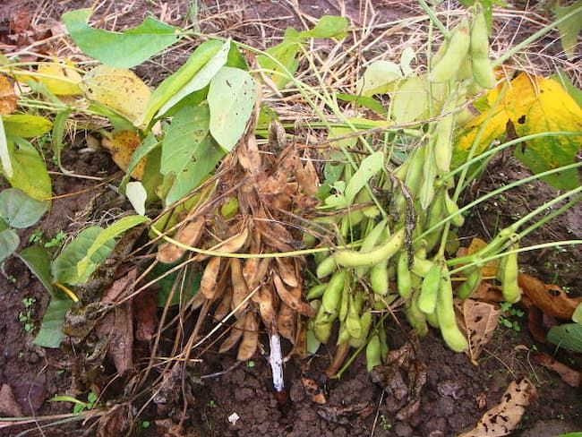 大豆 茎疫病 発病株