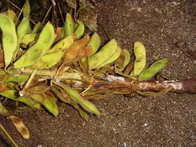 大豆 茎疫病 茎のところどころに白いカビが広がっている