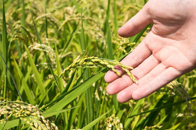 【水稲】穂いもちの特徴と対策は? いもち病を見分けて収量を守る防除方法