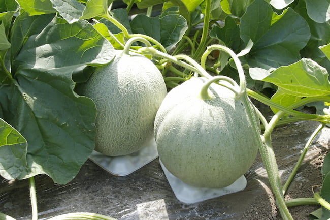収穫時期を迎えたメロン