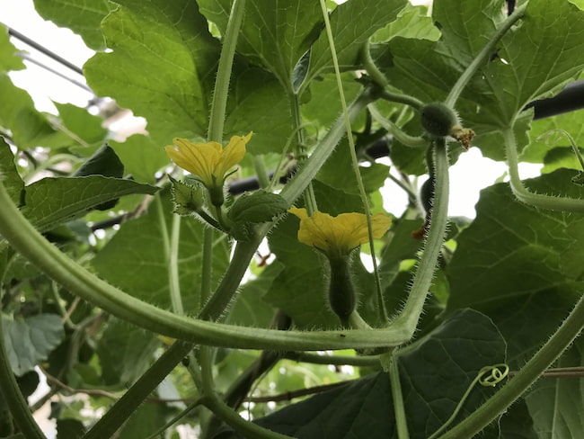 タカミメロンの両性花と雄花