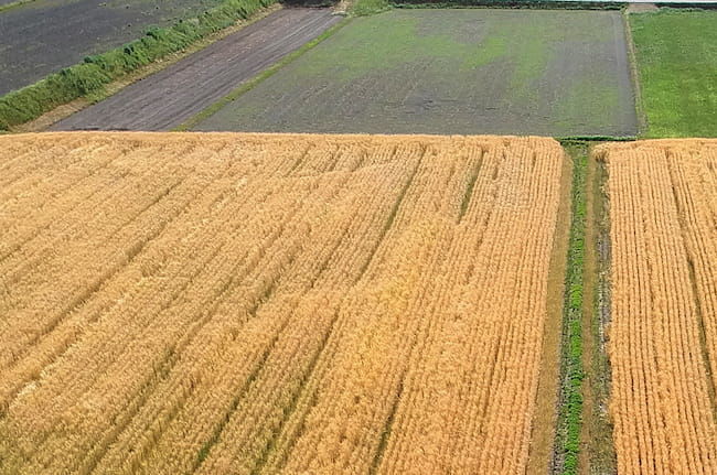 【大豆】畝間の除草作業を省力化! 単収向上も目指せる「密植栽培」のススメ