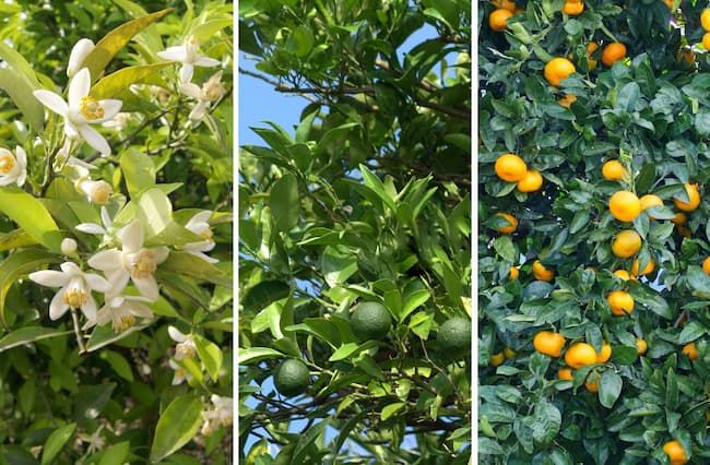 温州みかんの開花期・果実肥大期・収穫期