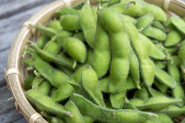 青豆(白毛豆)の代表的品種 サッポロミドリ