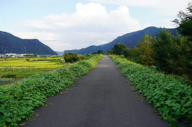 水田畦畔で繁茂するアレチウリ