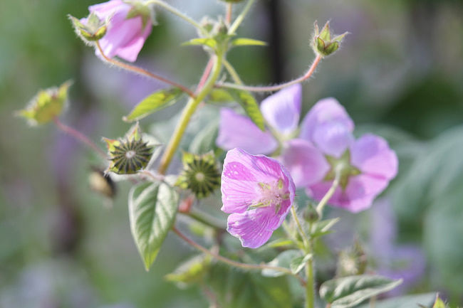 ニシキアオイ(Anoda cristata)