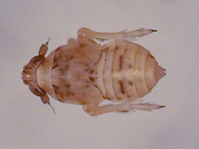 セジロウンカの幼虫(4齢:体長1.8mm)