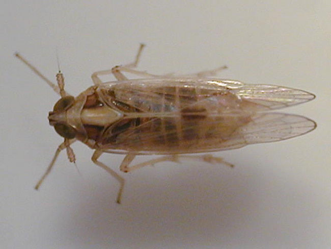 セジロウンカの成虫(雌:体長4mm)