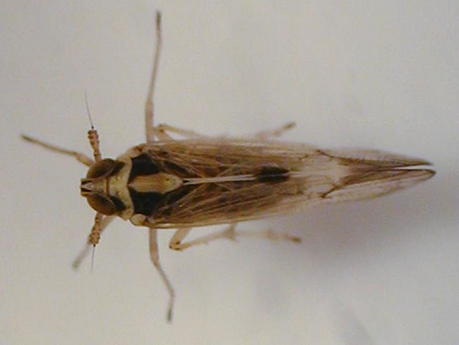 セジロウンカの成虫(雄:体長4mm)