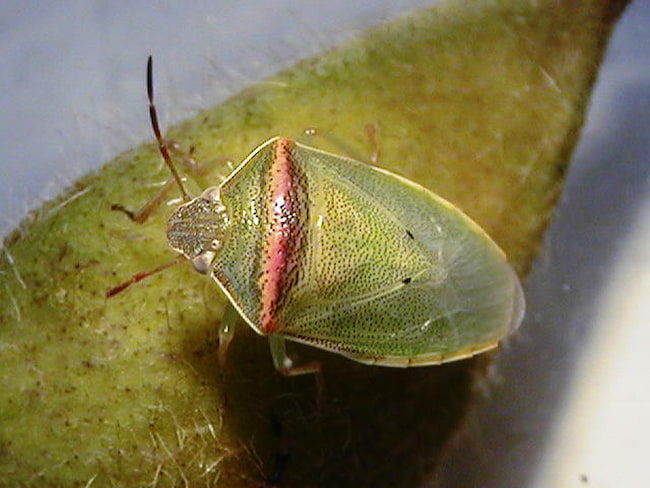 イチモンジカメムシ 成虫(雌)