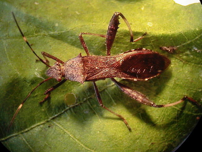 ホソヘリカメムシ 成虫