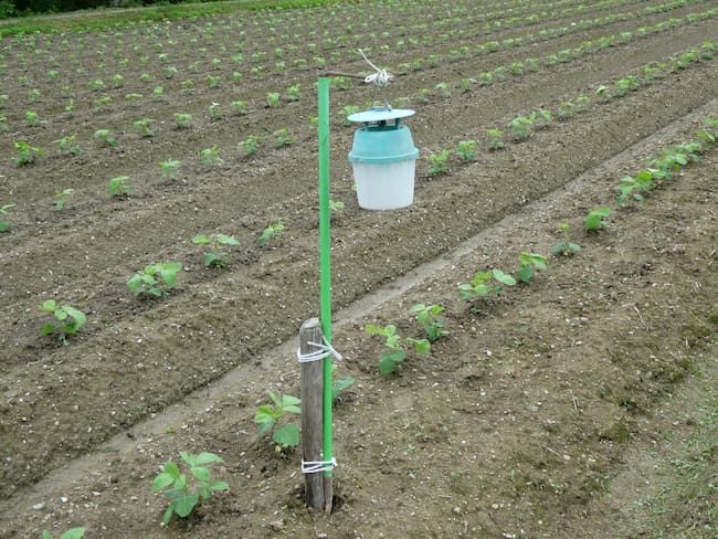 大豆のフェロモントラップ調査