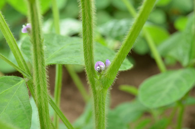 開花期の大豆