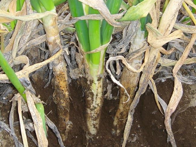 ネギ 小菌核腐敗病 土を除くと葉鞘部に小菌核が見える