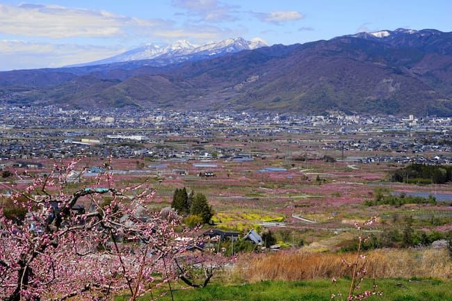 山梨県 郊外にひろがる桃の園地