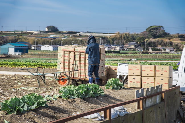 人手によるキャベツの収穫・出荷
