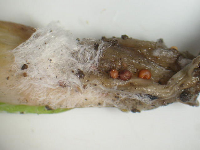 ネギ　白絹病　菌糸と菌核(直径1.5mm)