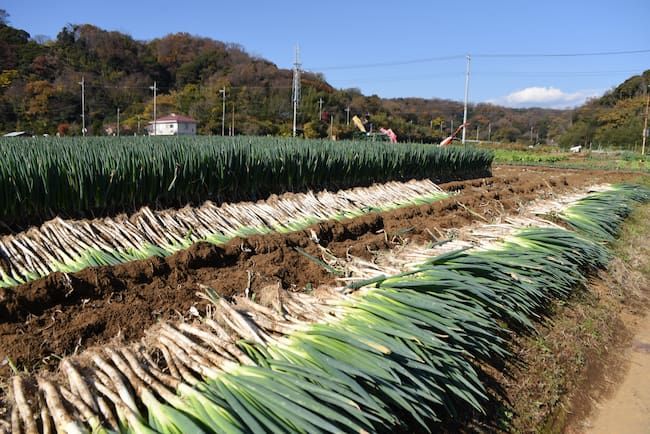 揃いがよく収穫期を迎えたネギ