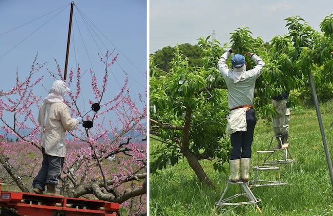 桃の人工授粉作業、袋掛け作業