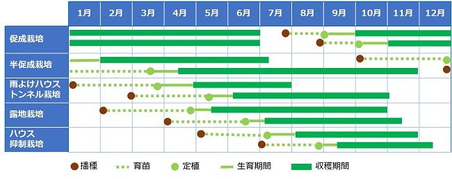 ピーマンの作型(中間地・暖地)