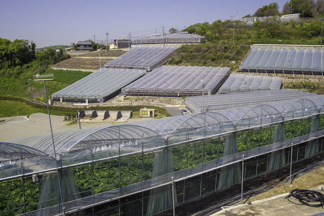 岡山県 連棟ハウスのブドウ園地