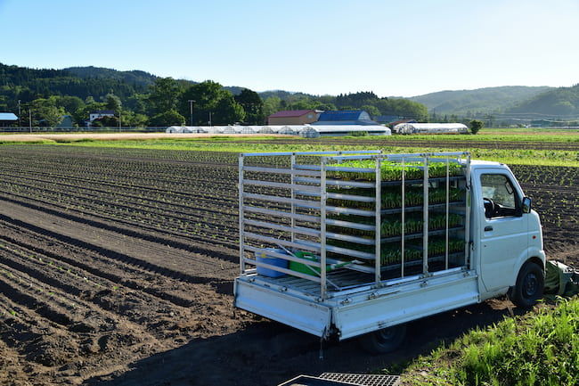ブロッコリーの移植作業