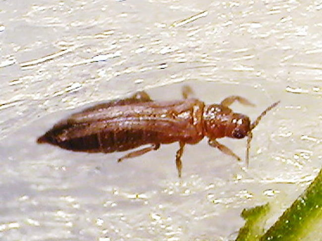 ネギアサミウマ成虫（体長1mm）
