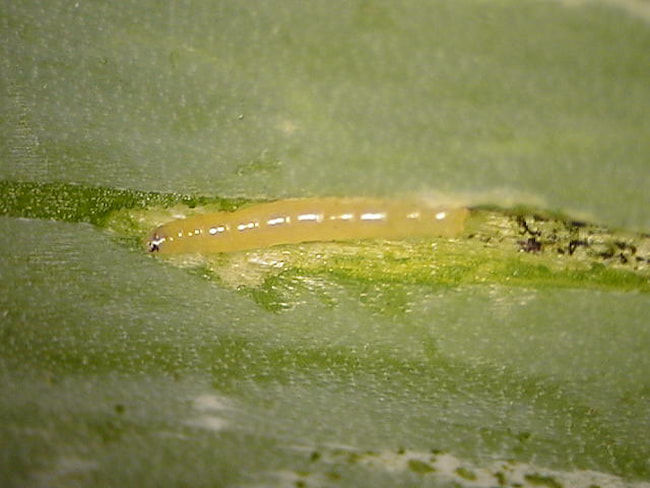 ネギハモグリバエ老齢幼虫(体長4mm)