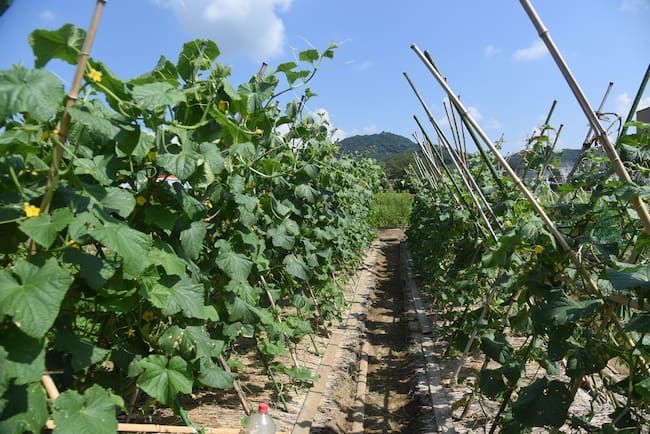露地の夏秋きゅうり栽培