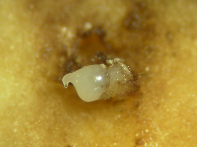 サツマイモに寄生したネコブセンチュウの雌成虫