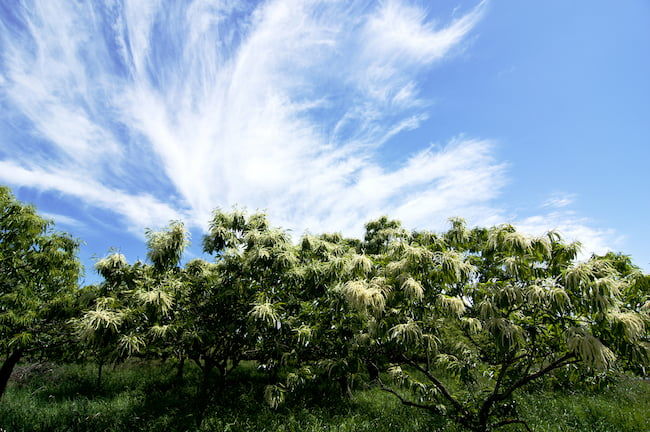 茨城県の栗 開花期の園地