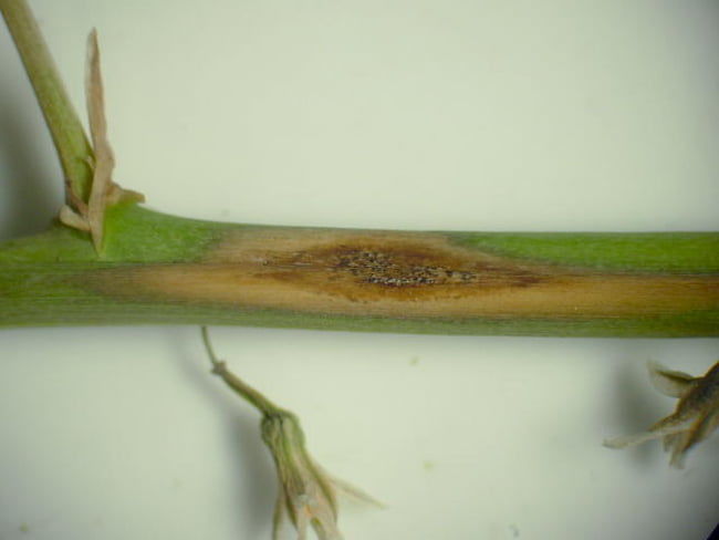 茎枯病の発症した茎。赤褐色で紡錘形の病斑が見られる