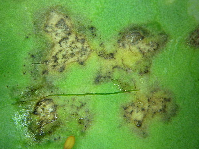 キャベツの葉裏に見えるべと病の病斑