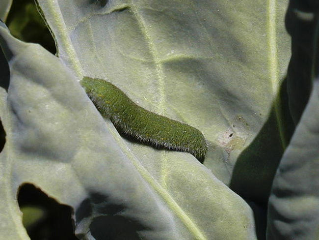キャベツに寄生したアオムシの老齢幼虫
