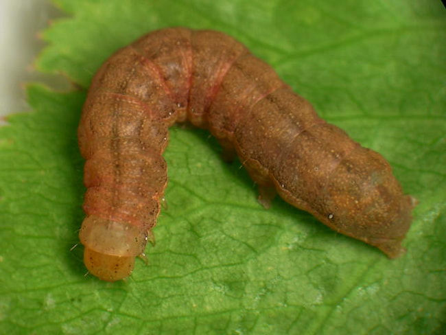 ヨトウムシの老齢幼虫(体長20mm)