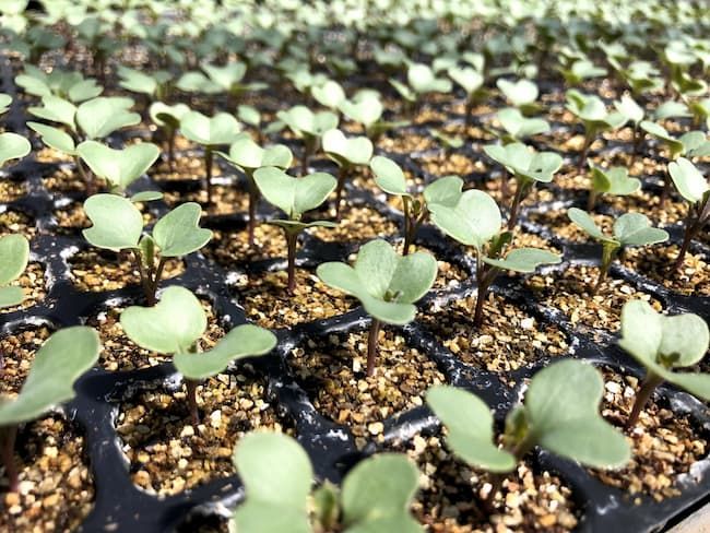 キャベツのセルトレイ育苗 発芽直後
