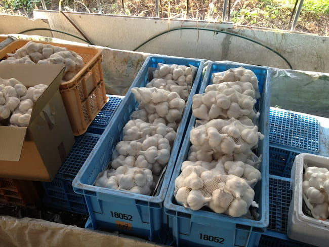 出荷前のにんにく
