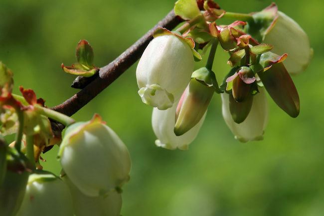 ブルーベリー 開花期